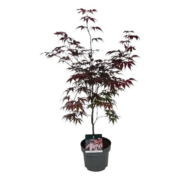 <h4>Acer pal. 'Bloodgood'</h4>