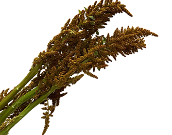 AMARANTHUS DOURADO 070 CM