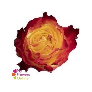 R Gr Sunset X-Pression Yellow 50cm EC