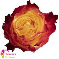 <h4>R Gr Sunset X-Pression Yellow 50cm EC</h4>