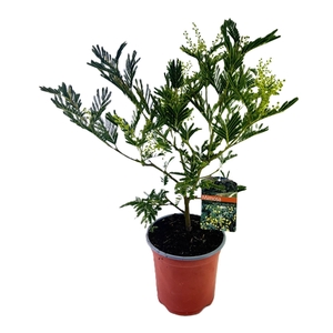 Mimosa acacia dealbata