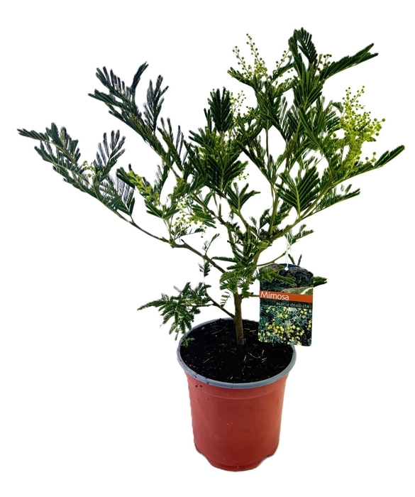 <h4>Mimosa acacia dealbata</h4>