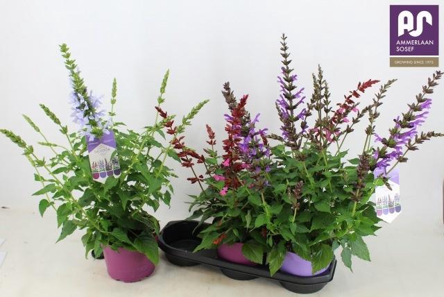 <h4>SALVIA SALGOON GEM</h4>