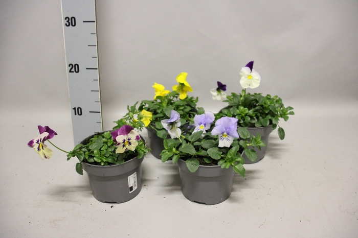 Viola Coolwave 13 cm Mix