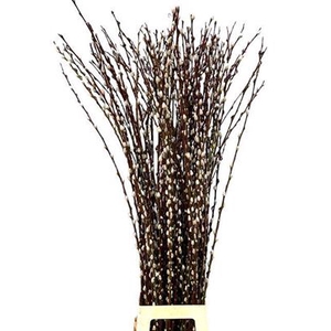 SALIX WILGENKATJES M