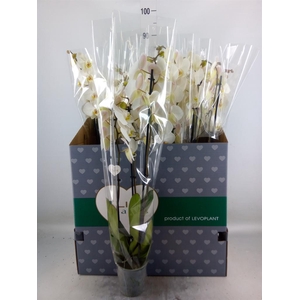 Phalaenopsis   ...white