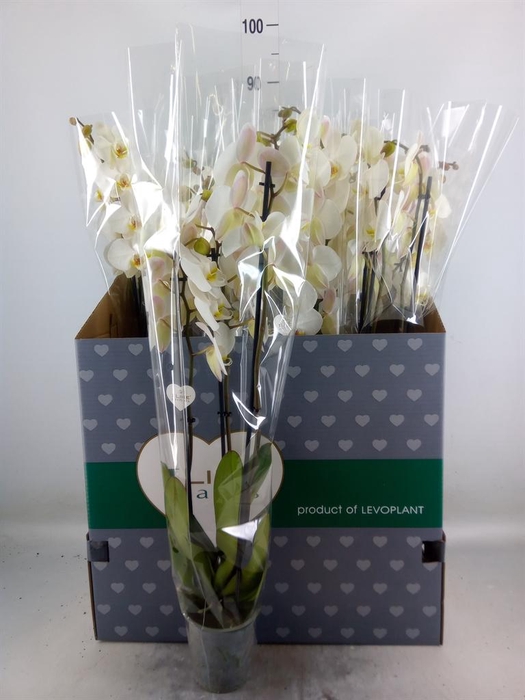<h4>Phalaenopsis   ...white</h4>