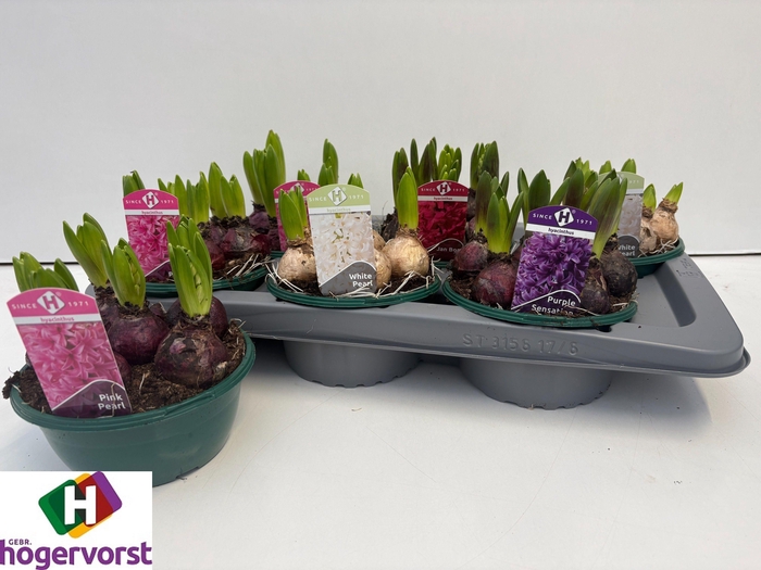 <h4>HYACIN GEM 4 KL</h4>