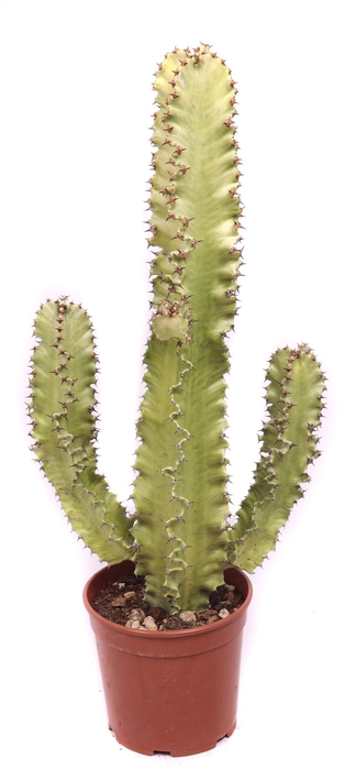 Euphorbia   ...