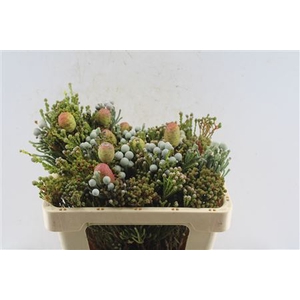 Kaaps Cone Mix Gemengd In Bos