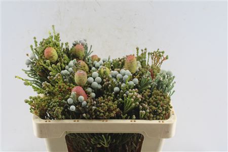 Kaaps Cone Mix Gemengd In Bos