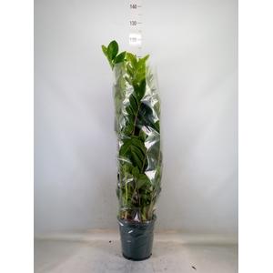 Zamioculcas zamiifolia