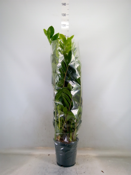 <h4>Zamioculcas zamiifolia</h4>