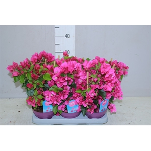 Bougainvillea Vera Deep Purple