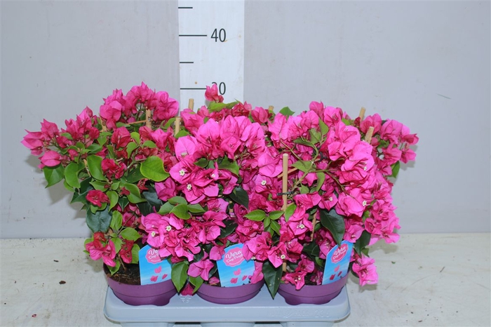 <h4>Bougainvillea Vera Deep Purple</h4>