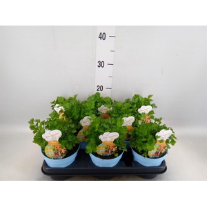 Apium graveolens