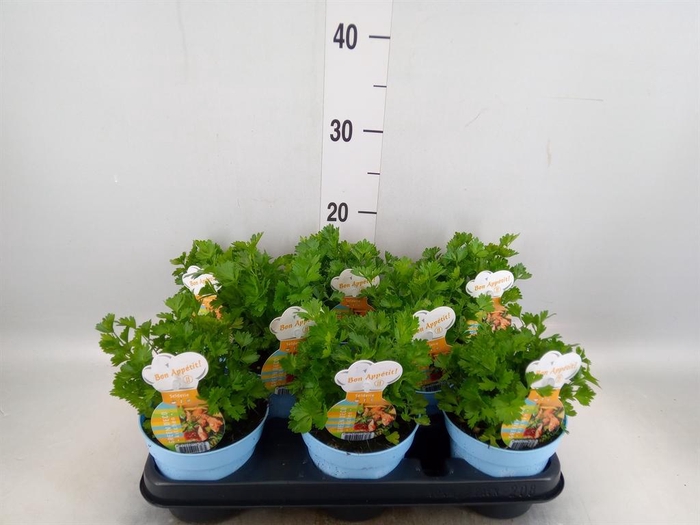 <h4>Apium graveolens</h4>