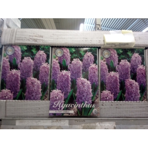 Hyacinthus   ...flowerbulbs