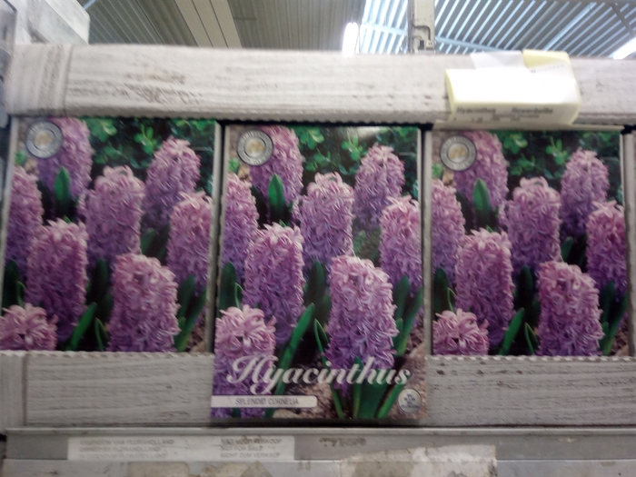 Hyacinthus   ...flowerbulbs