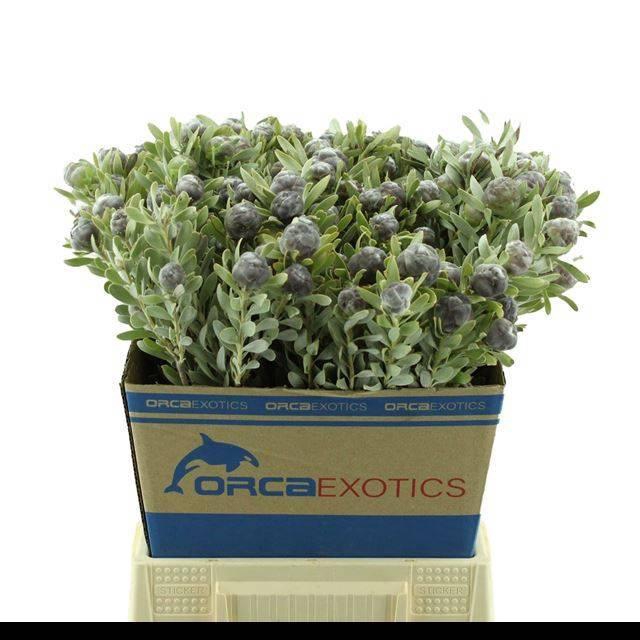 <h4>LEUCAD PUBESCENS</h4>