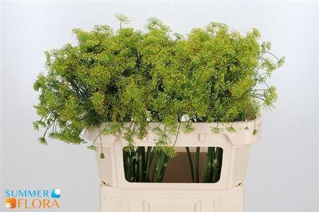 <h4>ANET GRAVEOLENS</h4>