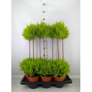 Cupressus macro. 'Goldcrest' .shape