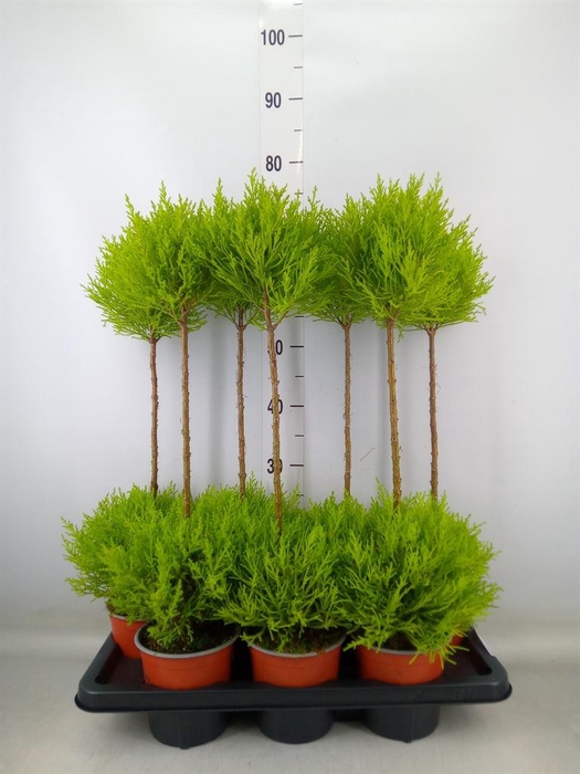 <h4>Cupressus macro. 'Goldcrest' .shape</h4>