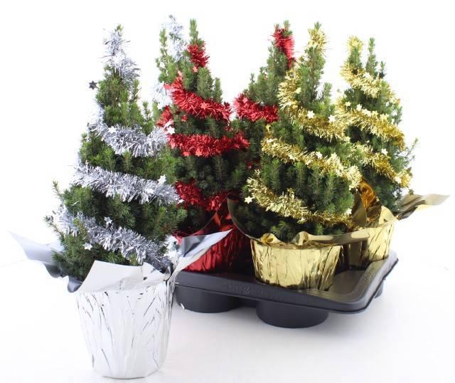 <h4>PICEA GL PERFECTA</h4>