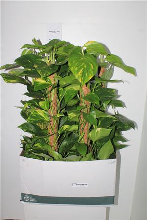 <h4>Epipr Mosstok 80 Cm Mos</h4>