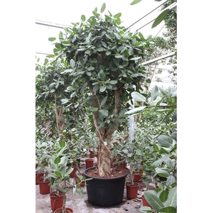 Ficus Benghalensis