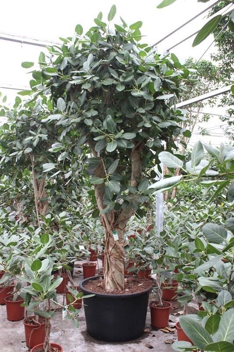 <h4>Ficus Benghalensis</h4>