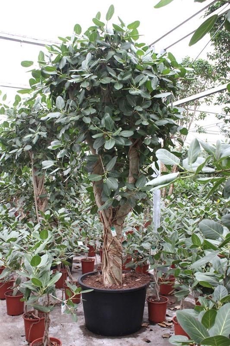 <h4>Ficus Benghalensis</h4>