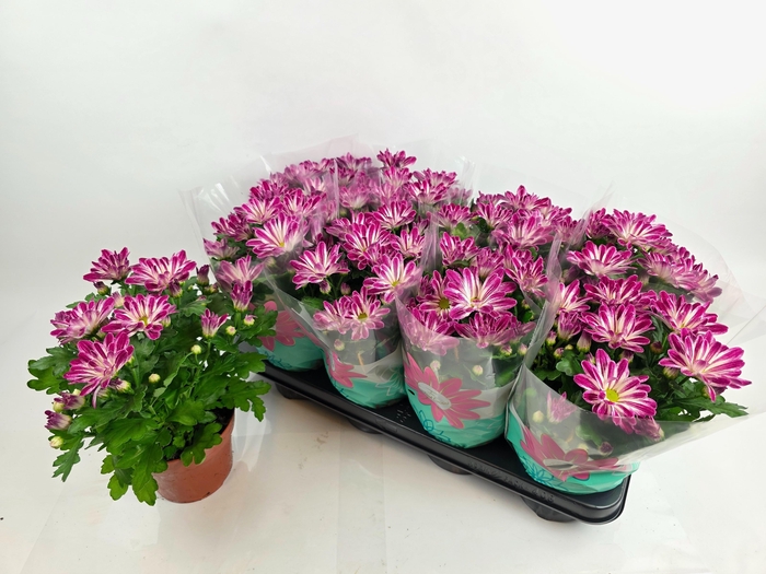 <h4>CHRYS SENSINA</h4>