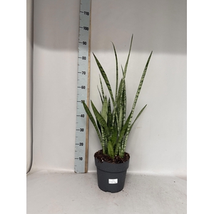 SANSEV TRIFASCIA  OV