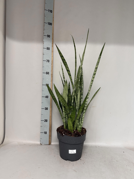 <h4>SANSEV TRIFASCIA  OV</h4>