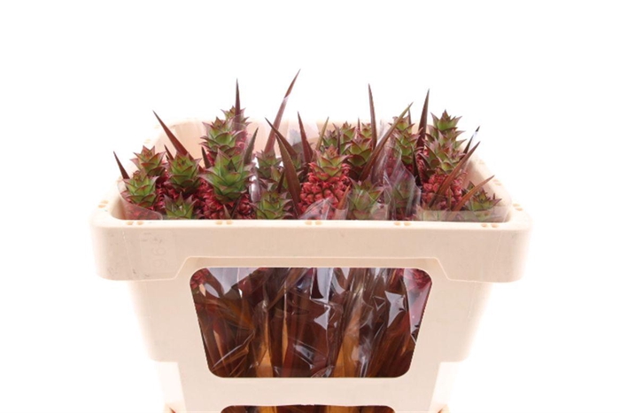 <h4>Ananas Perfetto 45cm</h4>