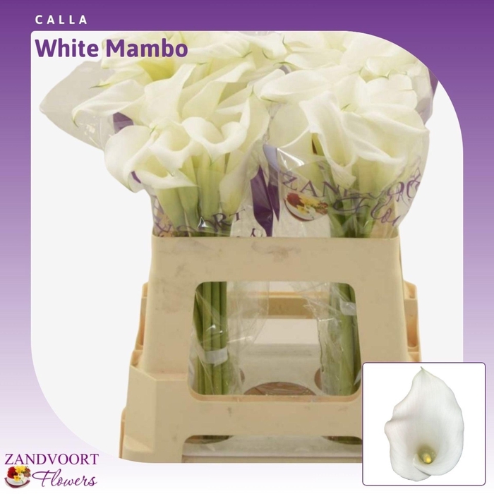 <h4>ZANT WHITE MAMBO</h4>