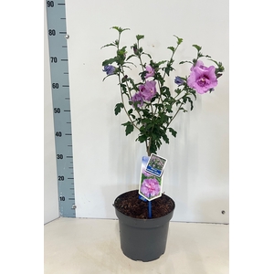 HIBISCUS SYR LAVEN C