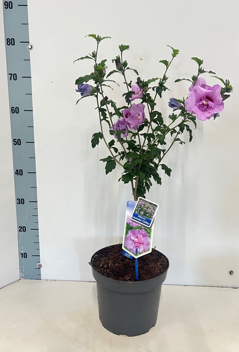<h4>HIBISCUS SYR LAVEN C</h4>
