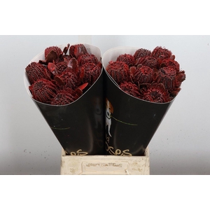 Banksia Wx Aubergine