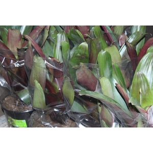 BROMELIA IMPERIAL P27 VERDE/VERMELHO