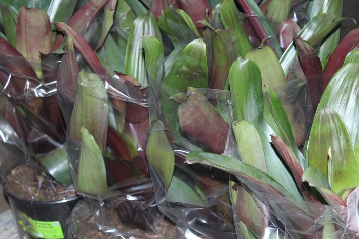 BROMELIA IMPERIAL P27 VERDE/VERMELHO