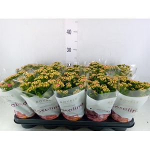 Kalanchoe blos. 'RosDon Nando'