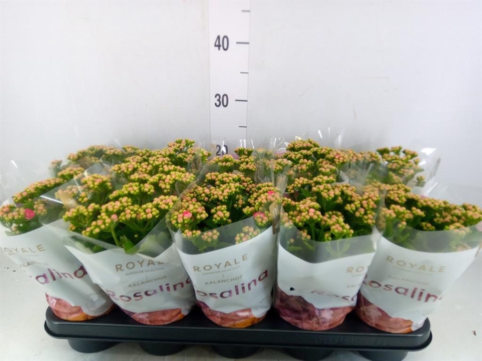<h4>Kalanchoe blos. 'RosDon Nando'</h4>