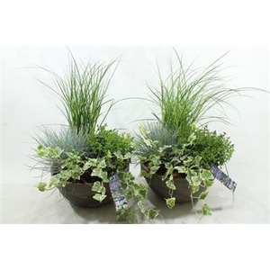 8334 T.C GREY GRAS X2
