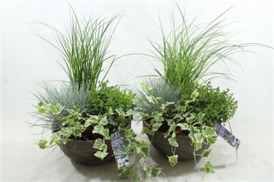 <h4>8334 T.C GREY GRAS X2</h4>