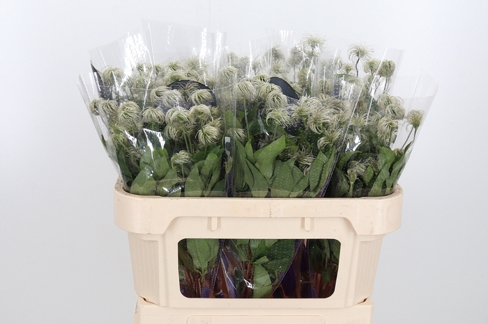 <h4>Clem Amazing Kibo</h4>