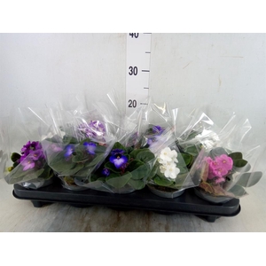 Saintpaulia   ...mix