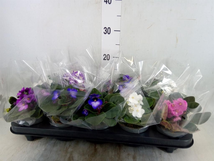 <h4>Saintpaulia   ...mix</h4>