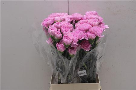 <h4>Di St Clearwater</h4>